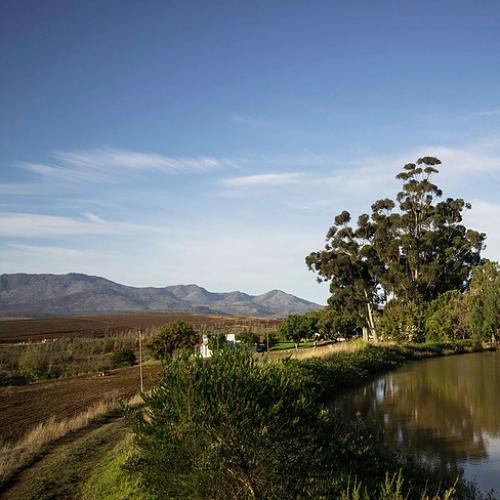 https://capewinefarms.com/static/1017/w_220_91f121_cbcd57ae8bd34fd6b01be2c21d66d513__scale_and_crop__500x500.jpg