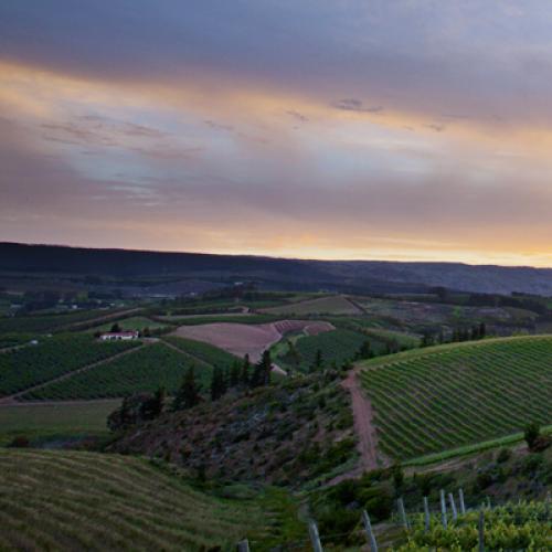 https://capewinefarms.com/static/1047/w_222_landing__scale_and_crop__500x500.jpeg