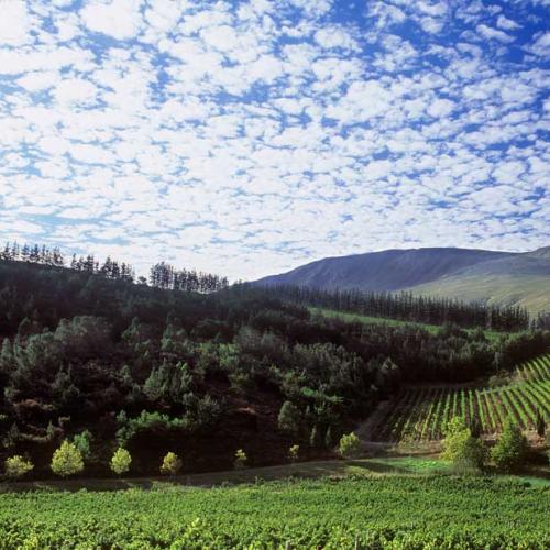https://capewinefarms.com/static/1132/w_240_06_0__scale_and_crop__500x500.jpg