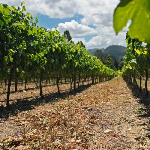 https://capewinefarms.com/static/1158/w_252_vines_0__scale_and_crop__500x500.jpg