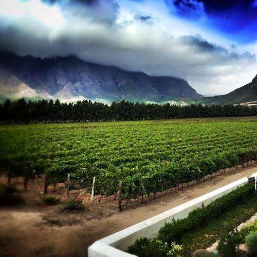 https://capewinefarms.com/static/1178/w_254_917dfbc5ead8450e980dd99cc7e6967f__scale_and_crop__500x500.jpg