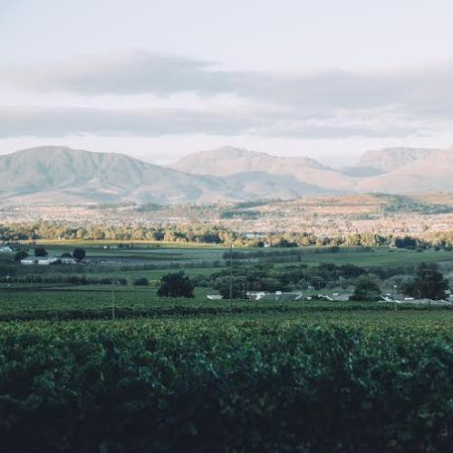 https://capewinefarms.com/static/1219/w_265_d3c2c80ec06946a8af6a53188d637c52__scale_and_crop__500x500.jpg