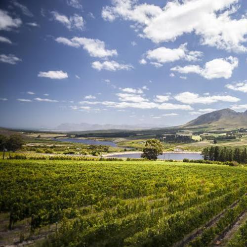 https://capewinefarms.com/static/1234/w_275_58bf91e7769c403aa1896edbf3017832__scale_and_crop__500x500.jpg