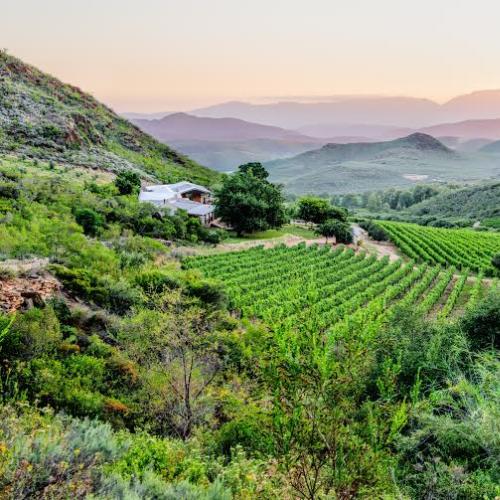 https://capewinefarms.com/static/1258/w_280_c00aab882d0b40a380f295bdae1d8fd4_0__scale_and_crop__500x500.jpg