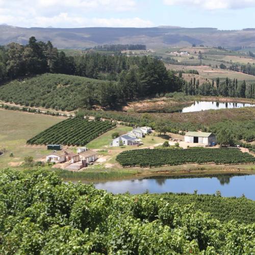 https://capewinefarms.com/static/1306/w_287_gallery3big__scale_and_crop__500x500.jpg