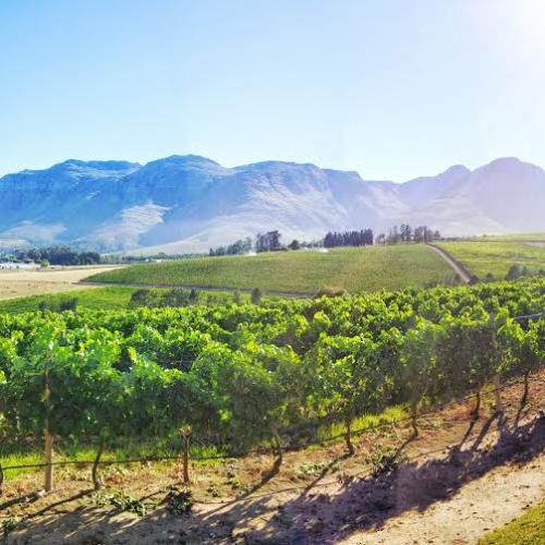 https://capewinefarms.com/static/1329/w_293_87fda7f995e84fb9876e18d750a82244__scale_and_crop__500x500.jpg