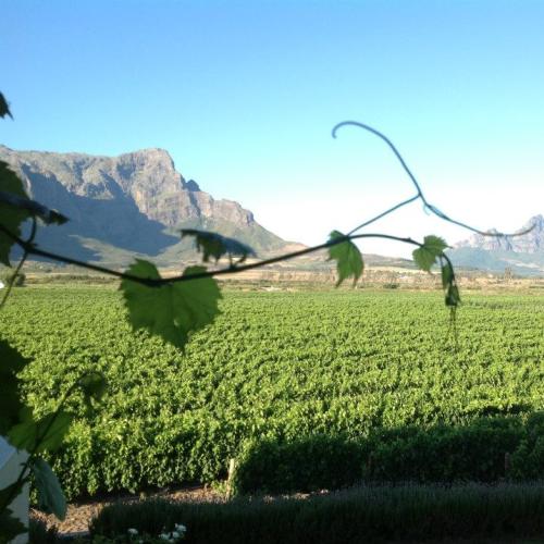 https://capewinefarms.com/static/1346/w_306_1_0__scale_and_crop__500x500.jpg