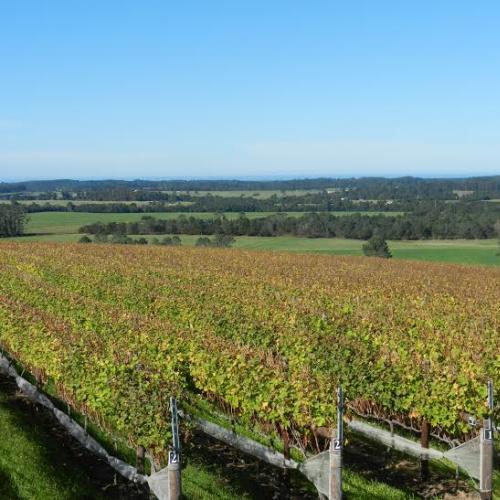 https://capewinefarms.com/static/1358/w_308_33333333333333333333333__scale_and_crop__500x500.jpg