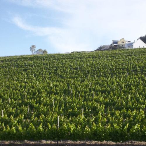 https://capewinefarms.com/static/1399/w_348_644410_353285348119982_571293637_n__scale_and_crop__500x500.jpg