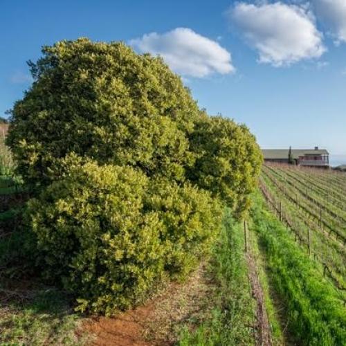https://capewinefarms.com/static/1449/w_358_fa6aac9f1ccc4b23b4c47972a413efd1__scale_and_crop__500x500.jpg