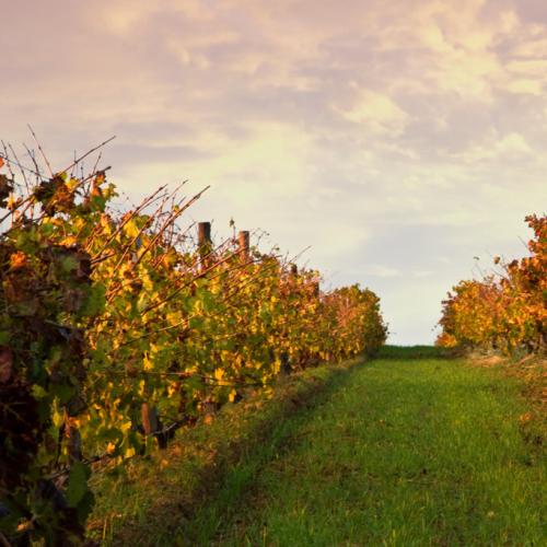 https://capewinefarms.com/static/1479/w_362_02__scale_and_crop__500x500.jpg