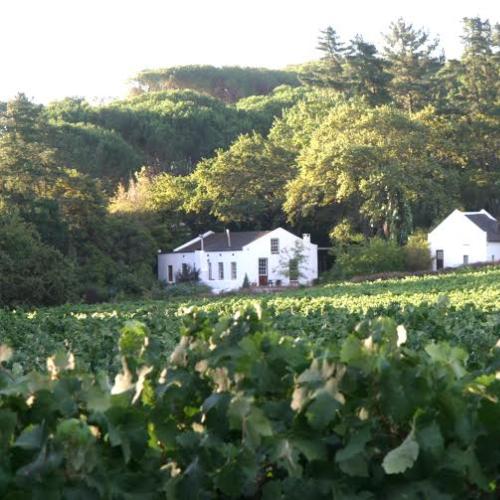 https://capewinefarms.com/static/1486/w_363_141f29c778024c8b89eeb0e3a4658cd5__scale_and_crop__500x500.jpg