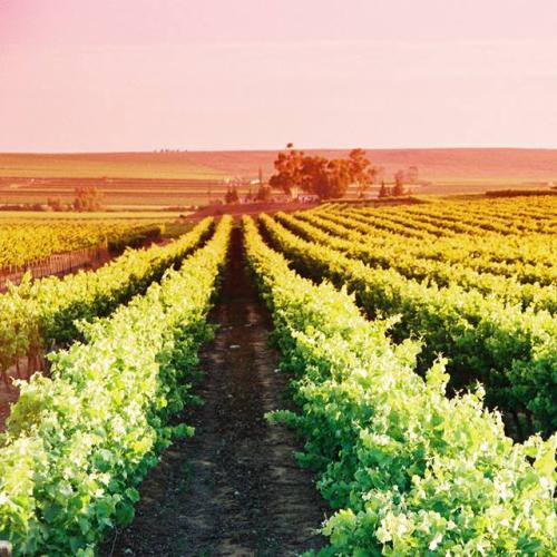 https://capewinefarms.com/static/1503/w_365_940848_1138127359573186_2277888173544287963_n__scale_and_crop__500x500.jpg