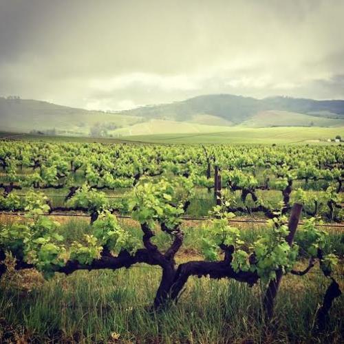 https://capewinefarms.com/static/1531/w_368_4c3a0157e00b4bc8b2175202bbd73b4a__scale_and_crop__500x500.jpg