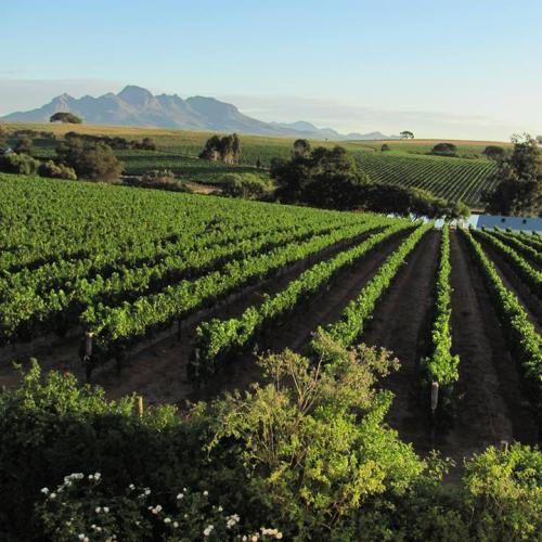 https://capewinefarms.com/static/1556/w_373_10360451_637130913060592_216433171481370322_n__scale_and_crop__500x500.jpg