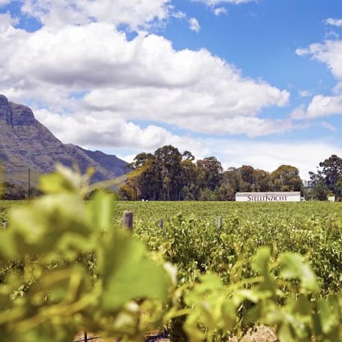 https://capewinefarms.com/static/1640/w_415_stellenzicht_landscape__scale_and_crop__500x500.jpg