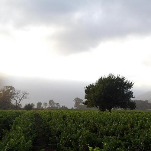 https://capewinefarms.com/static/1650/w_416_13872715_644867229001784_341873301889112306_n__scale_and_crop__500x500.jpg
