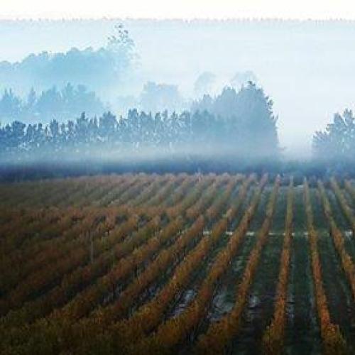 https://capewinefarms.com/static/1689/w_425_unnamed_3__scale_and_crop__500x500.jpg