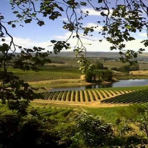 https://capewinefarms.com/static/1696/w_426_1507753_877488229035819_2133459085979422814_n__scale_and_crop__500x500.jpg