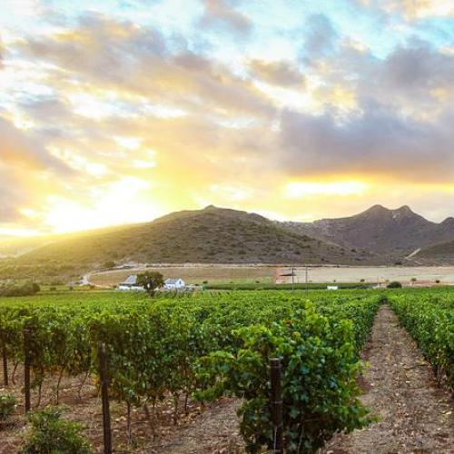 https://capewinefarms.com/static/1805/w_577_10__scale_and_crop__500x500.jpg