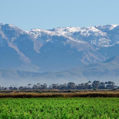 https://capewinefarms.com/static/1854/w_690_11128162_291676757623224_8674930955970315040_n__scale_and_crop__500x500.jpg