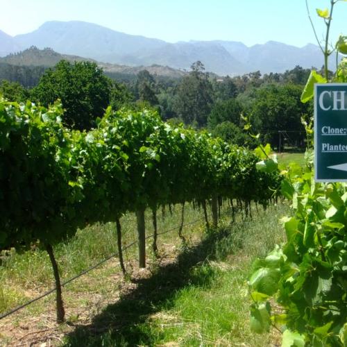 https://capewinefarms.com/static/1901/w_699_dscf2473_0__scale_and_crop__500x500.jpg