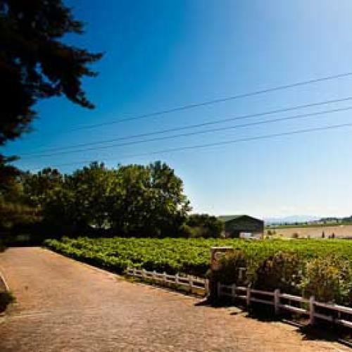 https://capewinefarms.com/static/1924/w_703_inspiredcollective__scale_and_crop__500x500.jpg