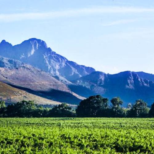 https://capewinefarms.com/static/1931/w_705_surroundings2__scale_and_crop__500x500.jpg