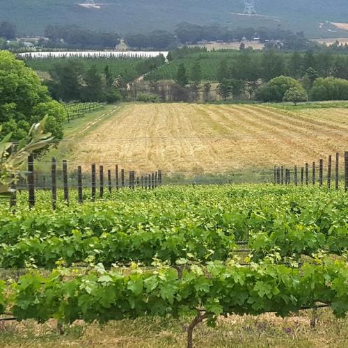 https://capewinefarms.com/static/1996/w_725_14671202_924251914374559_5518458466763108323_n__scale_and_crop__500x500.jpg