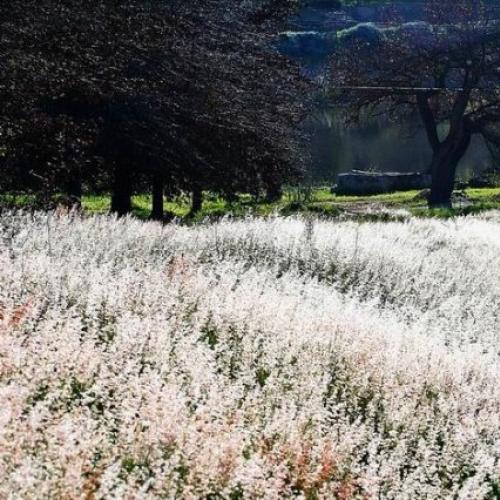https://capewinefarms.com/static/2024/w_746_phoca_thumb_l_9__scale_and_crop__500x500.jpg