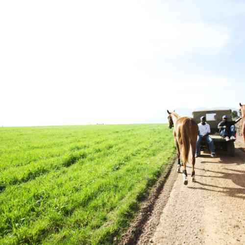 https://capewinefarms.com/static/2029/w_747_estate_09_big__scale_and_crop__500x500.jpg