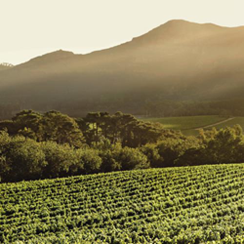 https://capewinefarms.com/static/2058/w_755_buiten_home_image__scale_and_crop__500x500.jpg