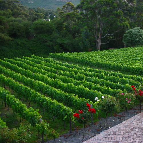 https://capewinefarms.com/static/2106/w_763_download_0__scale_and_crop__500x500.jpg