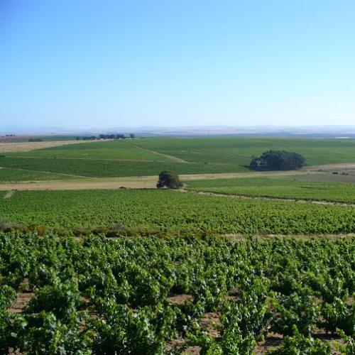 https://capewinefarms.com/static/2218/w_800_6a05984e983841a3bb6dfb93e2935d11_0__scale_and_crop__500x500.jpg