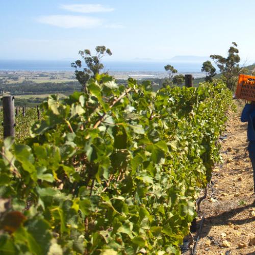 https://capewinefarms.com/static/2331/w_825_skaapwinesfarm7__scale_and_crop__500x500.jpg
