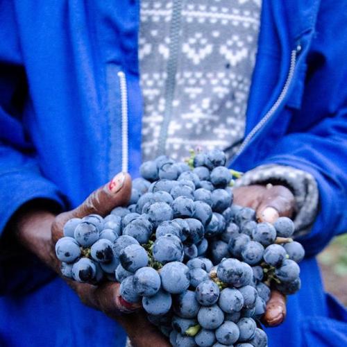 https://capewinefarms.com/static/2492/w_880_13320584_10154103309052040_6920105370926711640_o__scale_and_crop__500x500.jpg