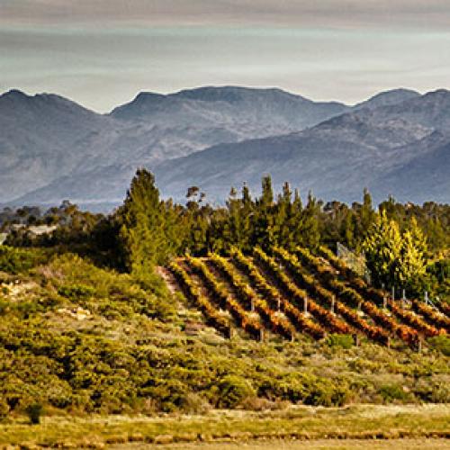 https://capewinefarms.com/static/2699/w_1057_thefarm__scale_and_crop__500x500.jpg