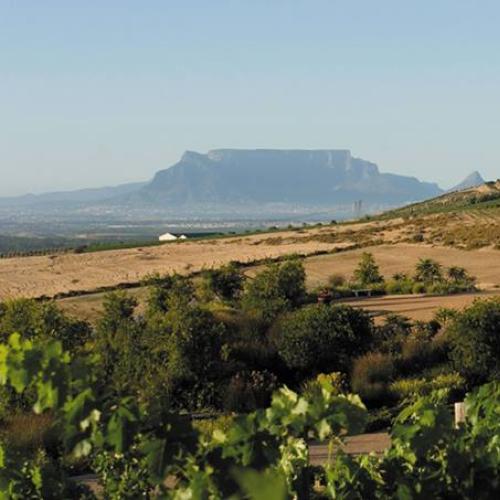 https://capewinefarms.com/static/2716/w_1111_970849_424346690995870_1142579983_n__scale_and_crop__500x500.jpg