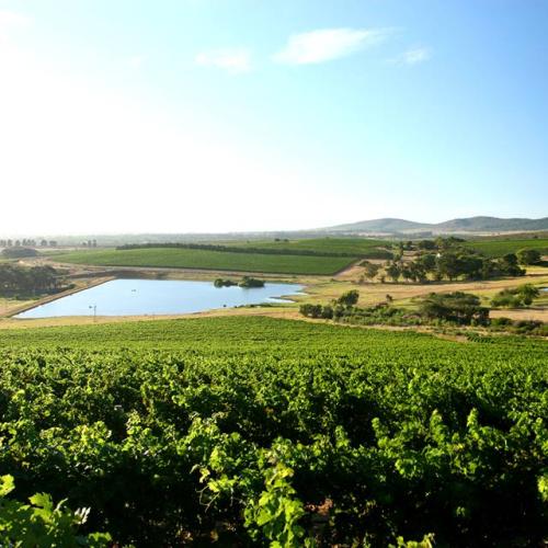 https://capewinefarms.com/static/2748/w_1117_10264606_761884900519007_5199062436344914419_n__scale_and_crop__500x500.jpg
