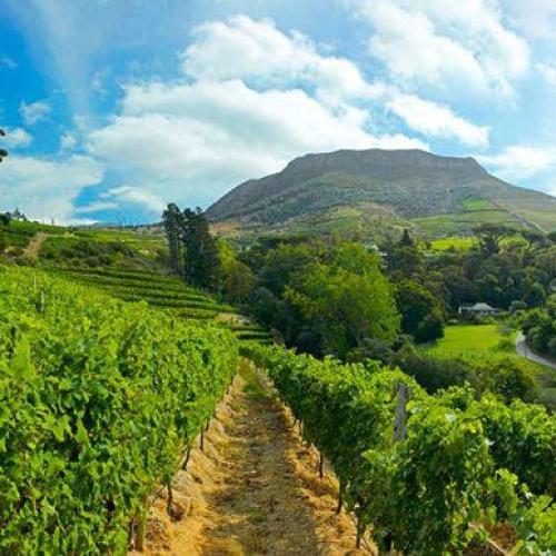 https://capewinefarms.com/static/276/w_16_199510_485455748145144_1458276299_n_0__scale_and_crop__500x500.jpg