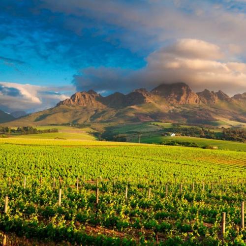 https://capewinefarms.com/static/2787/w_1126_482246_609306095766126_1512814926_n__scale_and_crop__500x500.jpg