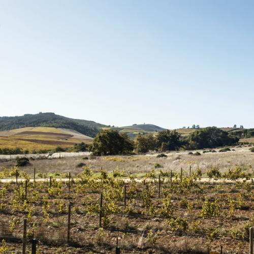 https://capewinefarms.com/static/2792/w_1194_jom_1233_1__scale_and_crop__500x500.jpg