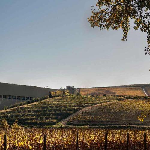 https://capewinefarms.com/static/2795/w_1195_soil1__scale_and_crop__500x500.jpg