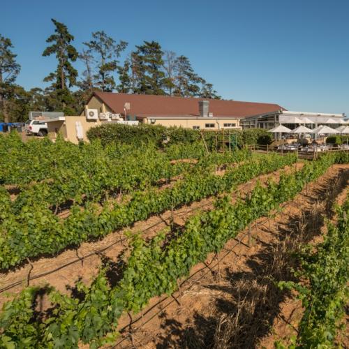 https://capewinefarms.com/static/2798/w_1196_guardianpeaksmall_121024x654__scale_and_crop__500x500.jpg