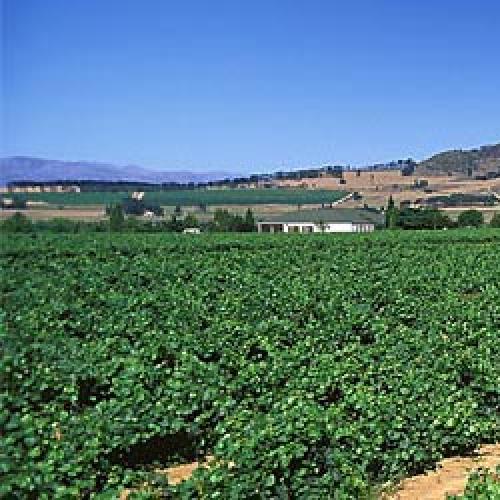 https://capewinefarms.com/static/2801/w_1197_image1_0__scale_and_crop__500x500.jpg
