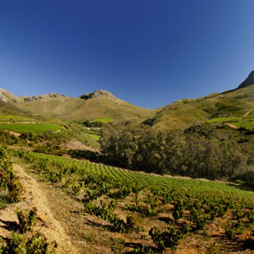 https://capewinefarms.com/static/2804/w_1199_keermontvineyards__scale_and_crop__500x500.jpg