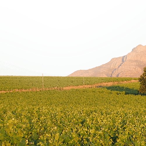 https://capewinefarms.com/static/2810/w_1201_footer_image__scale_and_crop__500x500.png