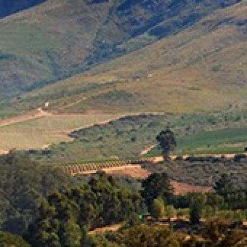 https://capewinefarms.com/static/2813/w_1202_headerbackground03__scale_and_crop__500x500.jpg