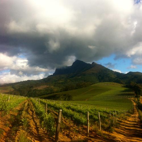 https://capewinefarms.com/static/2819/w_1204_view_wifi__scale_and_crop__500x500.jpg