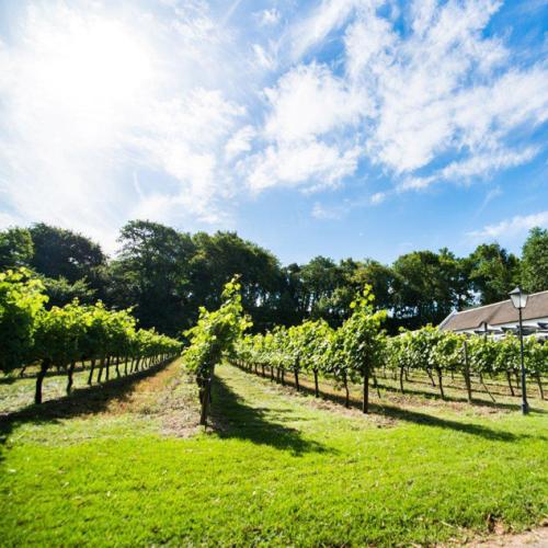 https://capewinefarms.com/static/2822/w_1205_20130316dsc_5554__scale_and_crop__500x500.jpg